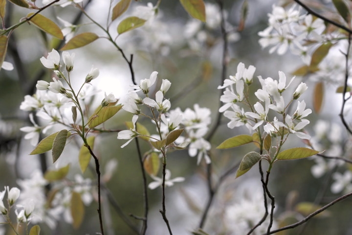 ジューンベリーの花