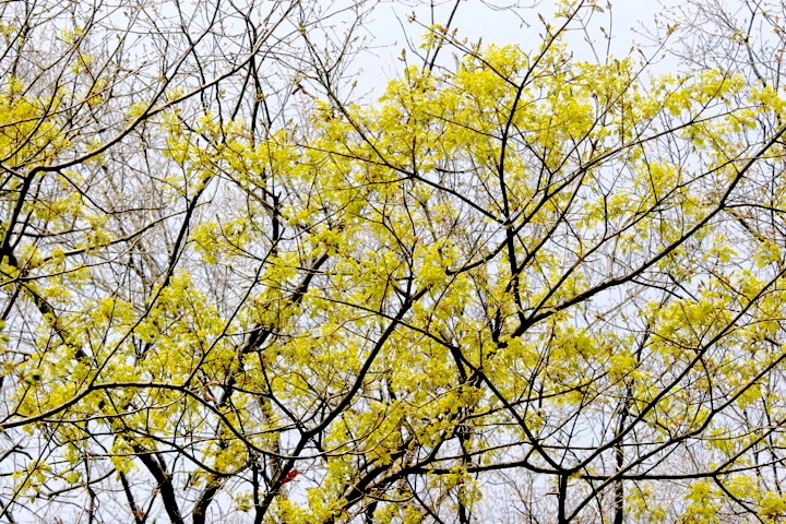 イタヤカエデの花