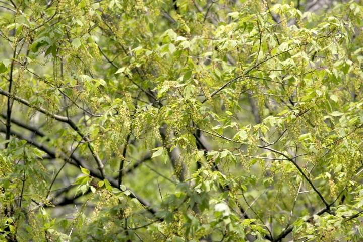 ミツデカエデの花
