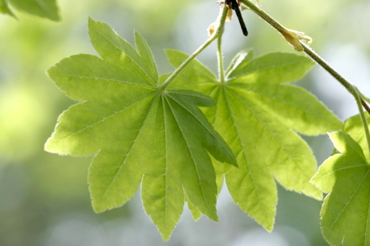 コハウチワカエデの葉