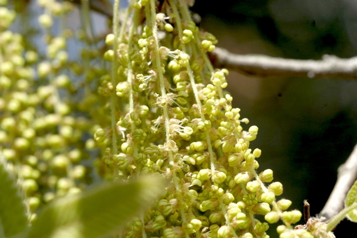 クヌギの花