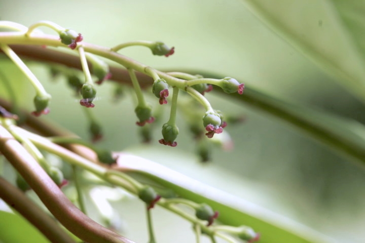 ユズリハの雌花