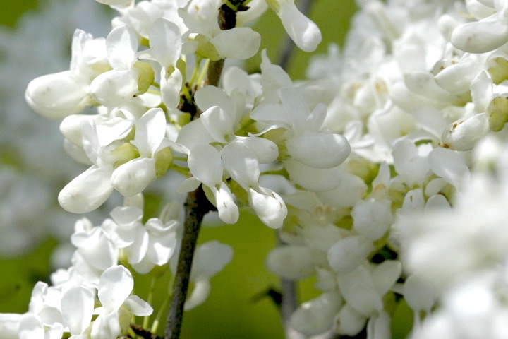 ハナズオウの花