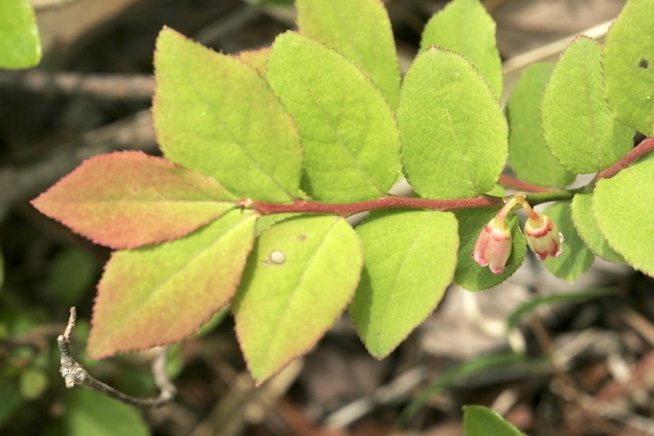 カクミノスノキの葉