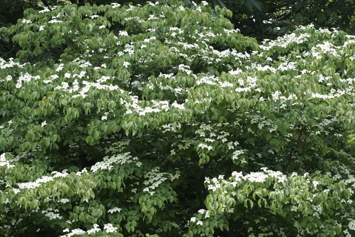 ヤマボウシの花