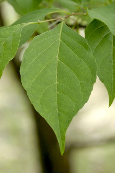 エゴノキの葉