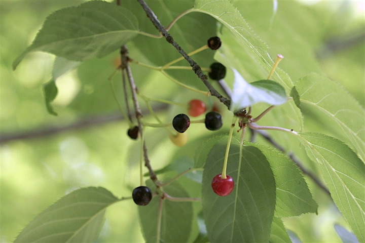 ヤマザクラの実