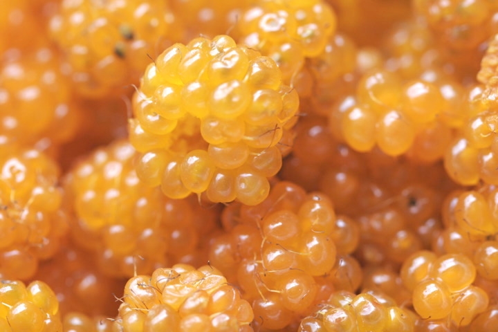 モミジイチゴの実