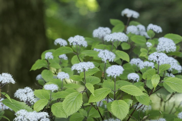 コアジサイの花