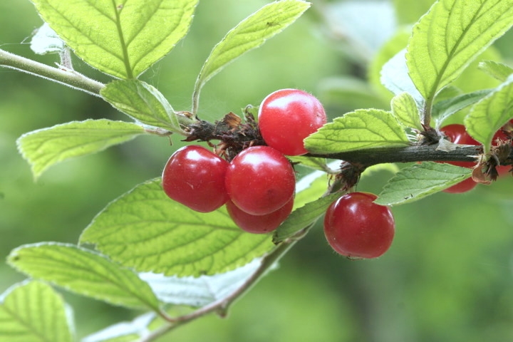 ユスラウメの実