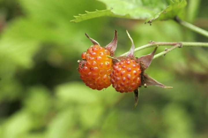 カジイチゴの実