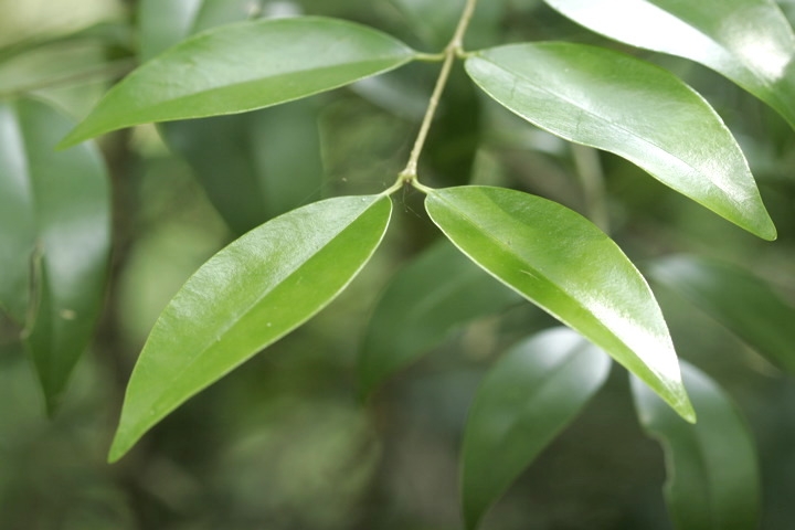 イボタノキの葉