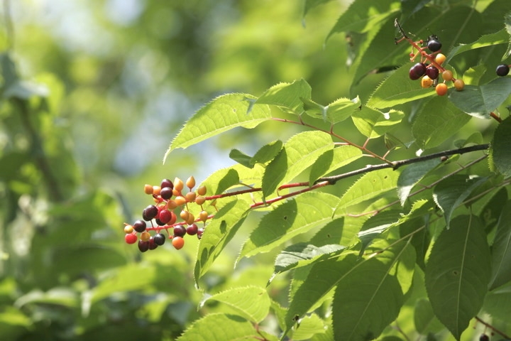ウワミズザクラの実