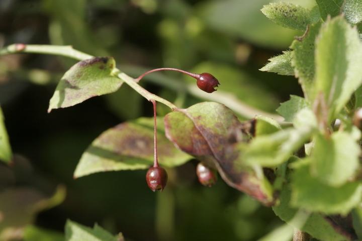アクシバの星型の実