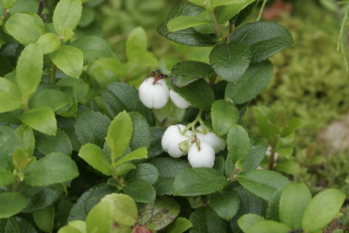 シラタマノキの実