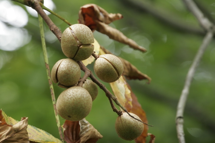 トチノキの実