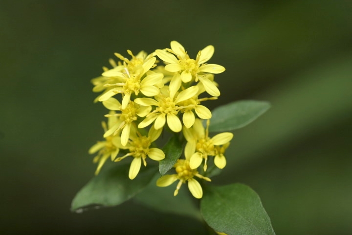 アキノキリンソウの花