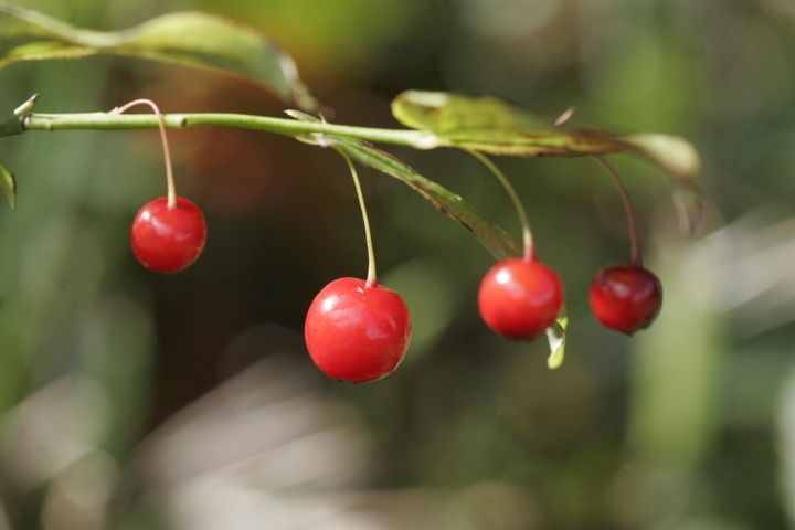 アクシバの真っ赤な実