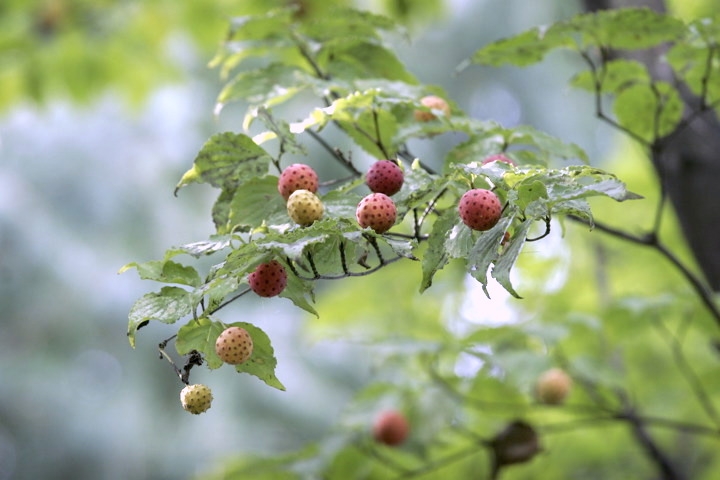 ヤマボウシの実