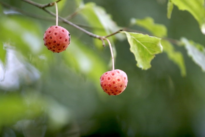 ヤマボウシの実