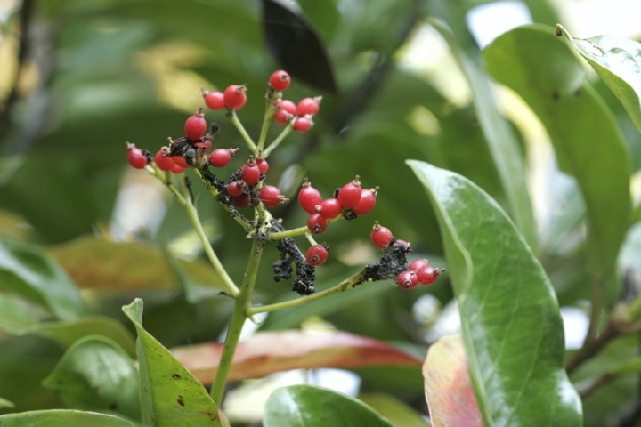 サンゴジュの実