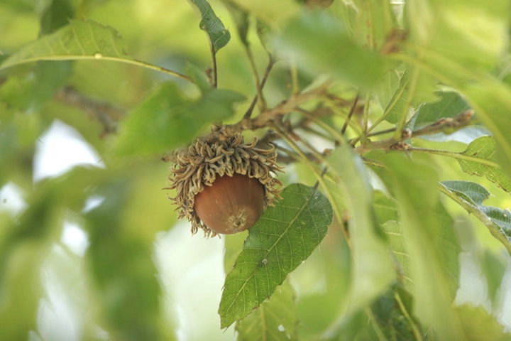 クヌギの実