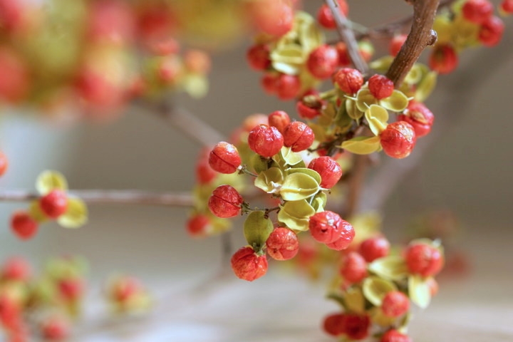 ツルウメモドキの実