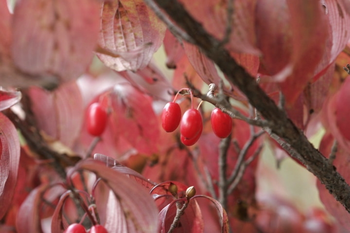 サンシュユの実