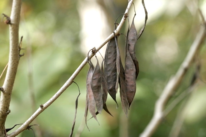 ハナズオウの実