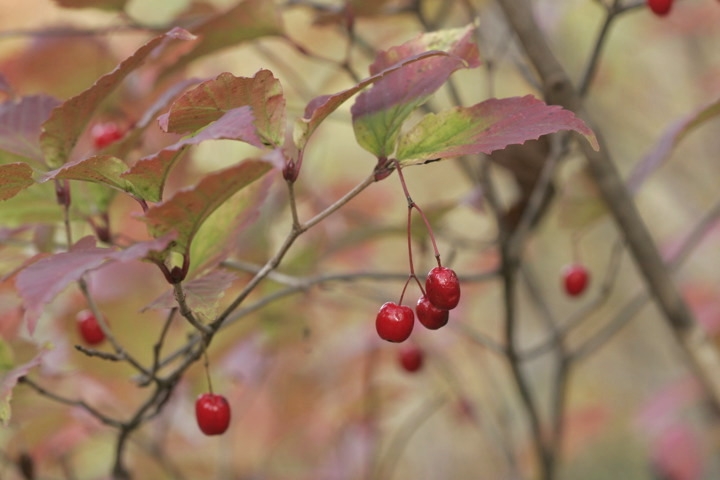 オトコヨウゾメの実