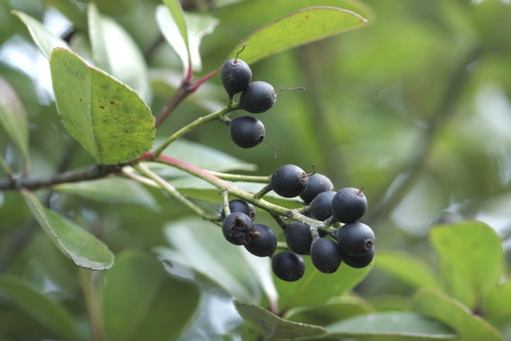 シャリンバイの実