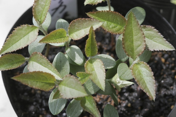 カマツカの発芽