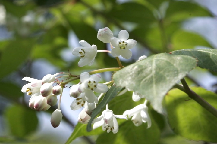 ミツバウツギの花