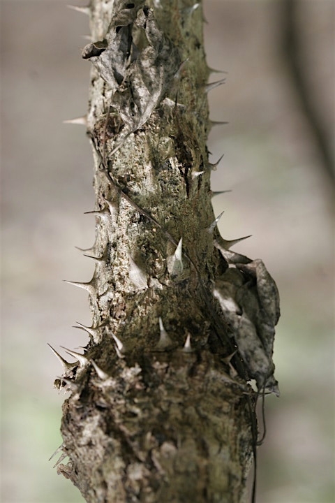 タラノキのトゲ