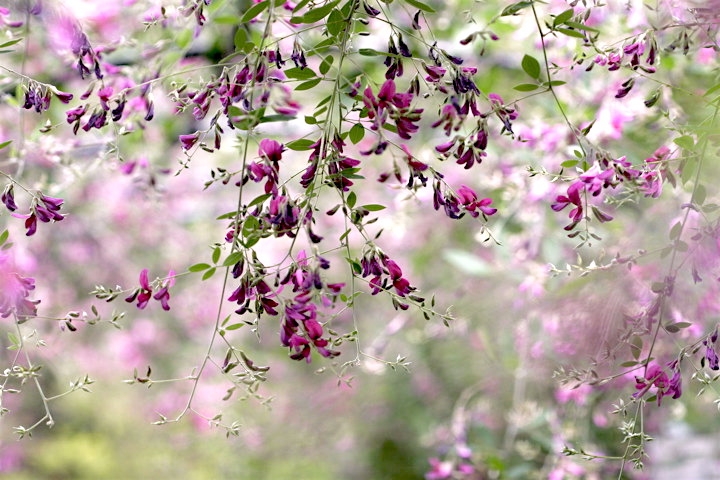 ミヤギノハギの花