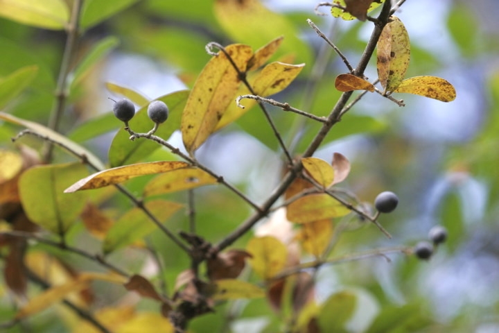 イボタノキの実