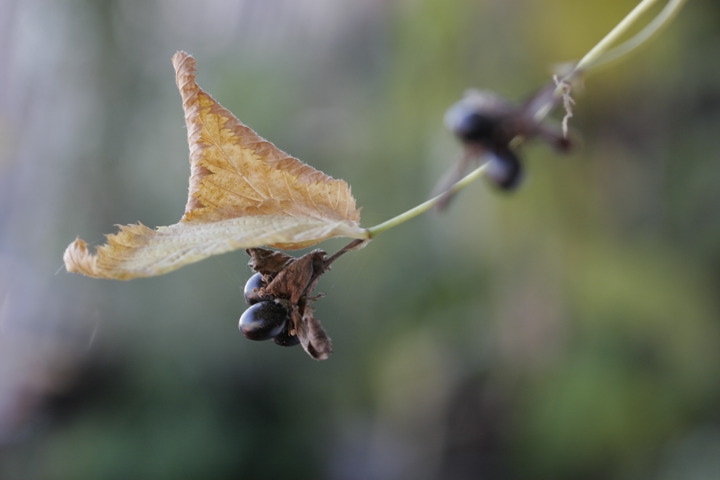 シロヤマブキの実