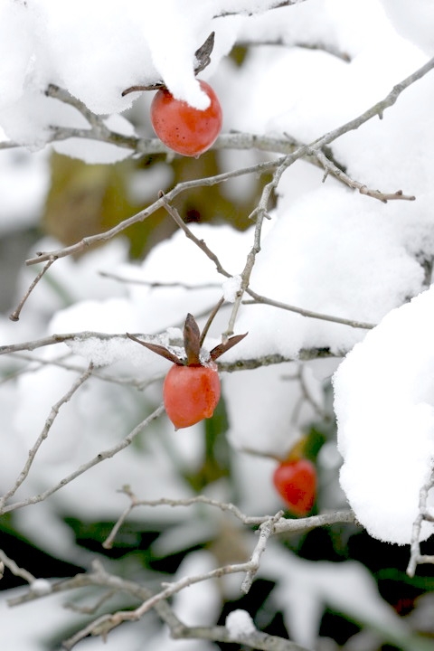 ロウヤガキの実