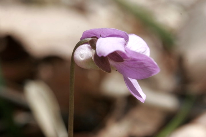 太くて短いアケボノスミレの距