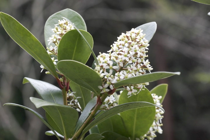 ミヤマシキミの花