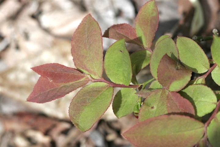 瑞々しいアクシバの葉