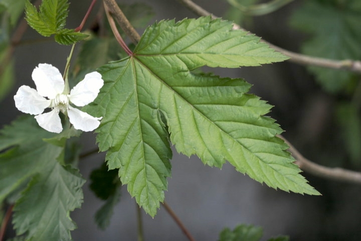 カジイチゴの葉