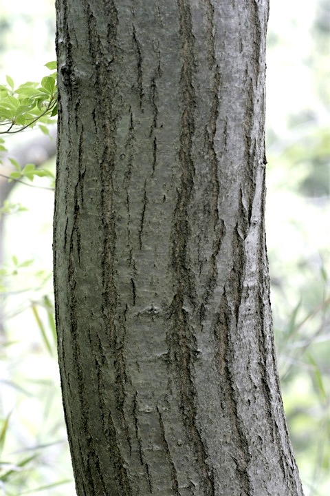 コハウチワカエデの木肌