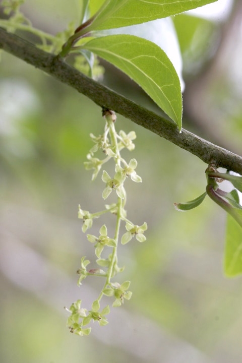 ツルウメモドキの花