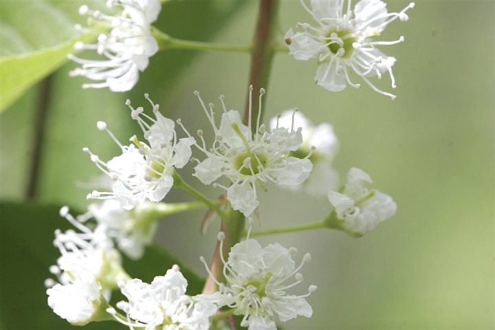 ウワミズザクラの花