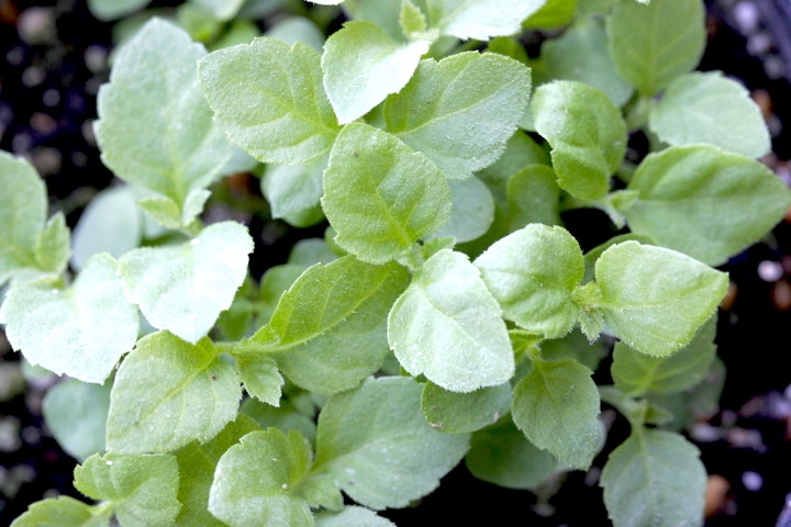 ムラサキシキブの発芽