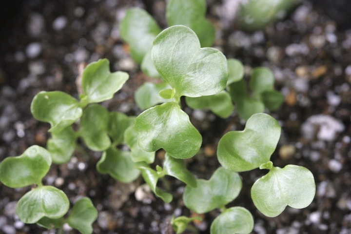 サルスベリの発芽