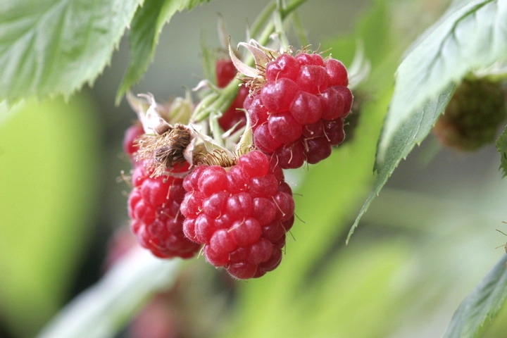 ラズベリーの実