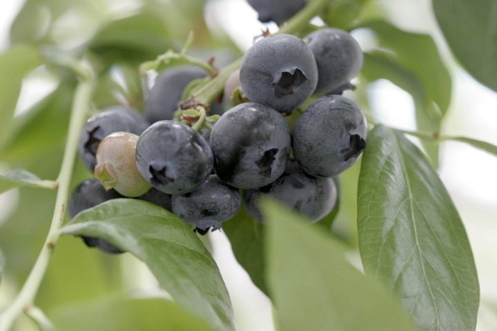 ブルーベリーの実