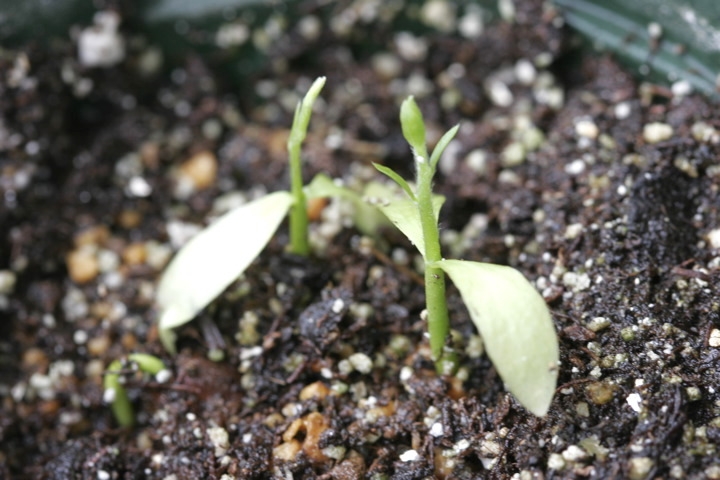 ロウヤガキの発芽